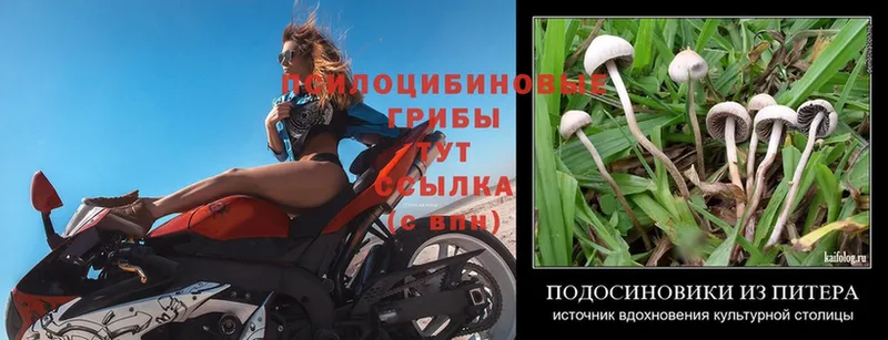 Галлюциногенные грибы Psilocybe  Карпинск 